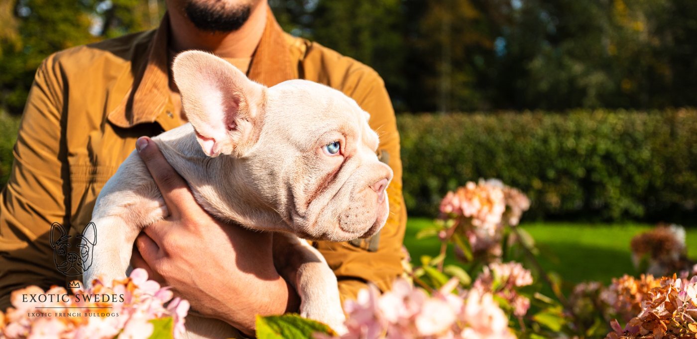 Puppy at home in Stockholm